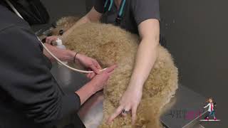 How to perform a AFAST abdominal ultrasound in a dog  VETgirl Veterinary CE Videos [upl. by Suivatco]