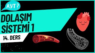 Dolaşım Sistemi 1 aytbiyoloji 14Ders [upl. by Curr147]