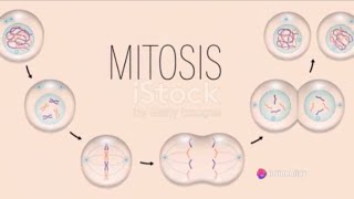 Mitosis Unveiled  The Dance of Cell Division [upl. by Aryaz]