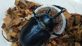 Giant 120mm Megasoma actaeon feeding Beetle Jelly Insect Jelly [upl. by Anawik]