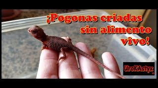 Pogonas criadas sin alimento vivo [upl. by Jeniece]