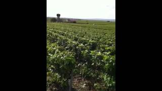 Champagne Harvest  what does a hectare of vines look like [upl. by Jardena900]