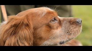 Les Rencontres SaintHubert  une passion très forte entre le conducteur et son chien [upl. by Salocin172]