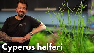 Cyperus helferi  Liquid Nature Pflanzenvorstellung [upl. by Manchester]