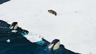 Incredible Orca Hunt  Frozen Planet II  BBC Earth [upl. by Steinke]