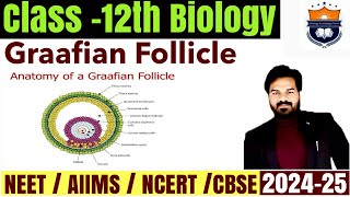 Structure of Graafian Follicle  Female Reproductive System  Human Reproduction  Class 12 NEET [upl. by Holofernes]