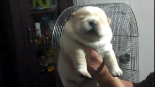 Cutest chow chow puppybebeto [upl. by Mohammad]