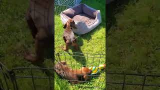 Adorable Redbone Coonhound puppies [upl. by Atinav]