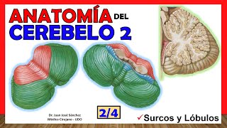 🥇 Anatomía del CEREBELO 24 Lóbulos divisiones ¡Explicación Sencilla [upl. by Ablem]