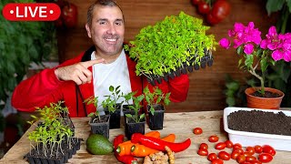 🔴 Potenciar Cultivos de PRIMAVERA  Tomate Ají Pimientos Maíz  Aumenta la Cosecha [upl. by Nyleve]