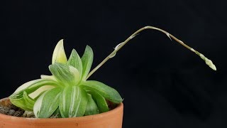 Haworthia cymbiformis quotVariegataquot [upl. by Sophey]