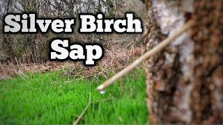 Collecting Birch Sap [upl. by Carlock]