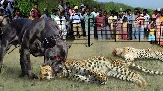 Questo Cane È 100 Volte Più Pericoloso di Qualsiasi Animale Selvatico [upl. by Onfroi86]