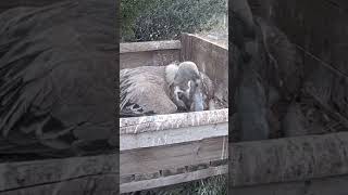 Griffon vulture baby gets fed wildlife animals birds owl live nature shorts webcams [upl. by Wilfred176]