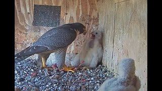 FalconCam 2024 10 20 Nestlings stuffed to the gills [upl. by Halstead]