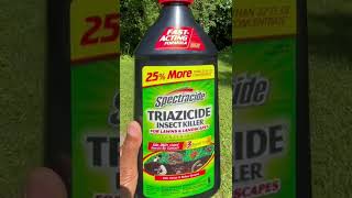 Killing Yard Ants  product review triazicide [upl. by Ssyla914]