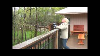 Black Bears at the American Bear Association  Orr Minnesota [upl. by Lenahtan439]