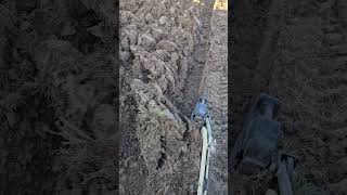 12quot Brinly plow on Cub Cadet 2072 [upl. by Akinoj56]