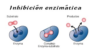 Inhibición enzimática [upl. by Anastase]