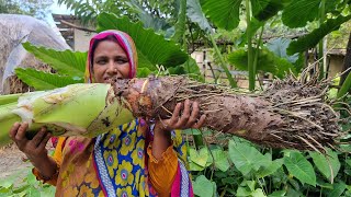 Ever Seen Such GIANT Arum Root Wild Giant Taro New Cooking Manar Cheka Recipe MAAN KOCHU Mana Cheka [upl. by Yenruoj]