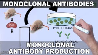 Monoclonal Antibodies and its Production [upl. by Ahsieit]