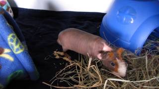 Guinea Pig Popcorning New Skinny Pig [upl. by Aidni]