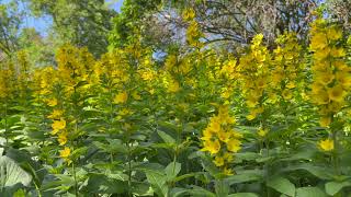 In my Garden  Lysimachia Vulgaris  Slow Motion [upl. by Pulsifer]