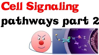 Cell Signaling Pathways part 2 [upl. by Scheers]