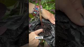 How to propagate Cotinus smoke bush [upl. by Korey]