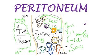 Chp18  PERITONEUM Basic Concepts  BDC Vol2  Abdomen Anatomy  Dr Asif Lectures [upl. by Aicilram]