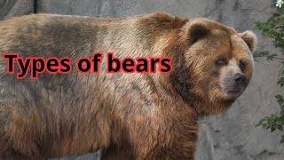 12 TYPES OF BEARS SPECIES [upl. by Bej575]