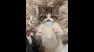 The kitten always drinks milk  iemerpakna [upl. by Ardnoid827]