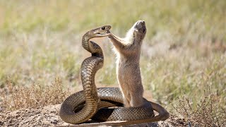 mongoose feed on king cobra [upl. by Marlin]