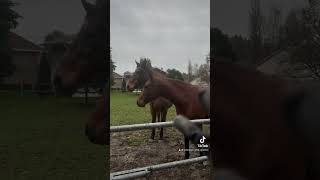 Partie 1  quel temps pourri  cheval chevaux vlog equestrian equitation [upl. by Ganny]