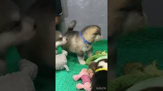 Benigna Corgi Puppies  2 Months Age amp Benigna Malamute Puppies  3 Weeks Age🤣👍❤️ [upl. by Aciret]