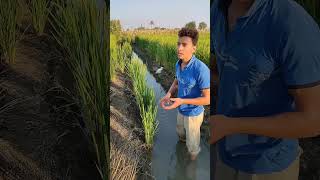 صديق الفلاح اكسبلور shortvideo subscribe nature funny [upl. by Cox]