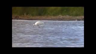 Birding UK Spoonbill 2015 [upl. by Eyla758]