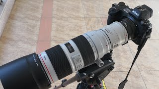 Fringer EFNZ AFC tracking test EF7020028L III  2X on Nikon Z6 [upl. by Xirdnek]