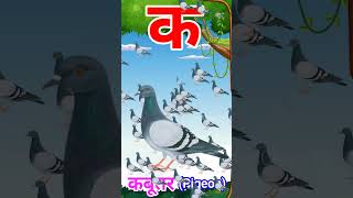 Ka se Kabutar Pigeon means Kabutar trending shorts viral [upl. by Adnilev319]