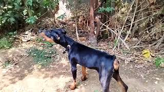 3 month Doberman barking first time [upl. by Adnol]