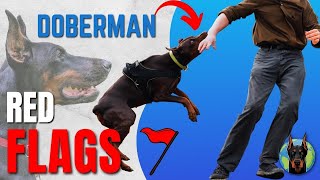 7 Warning Signs Dobermans Show MONTHS Before a Behavior Crisis [upl. by Jordon741]