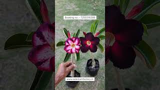 Rare Imported Single petal Adenium varieties online Shopping 🪴 adenium plants garden [upl. by Hube]