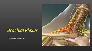 Brachial Plexus [upl. by Lebasi]