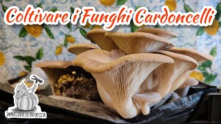 Coltivare i Funghi Cardoncelli dalle ballette raccoglierli e pulirli  Parte 1 Orto Invernale [upl. by Elmer]