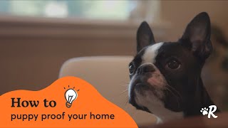 Puppy Proofing Your Home [upl. by Eelah451]