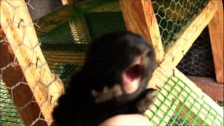 Baby Rabbit Squeals until it Dies From Fear [upl. by Frazier]