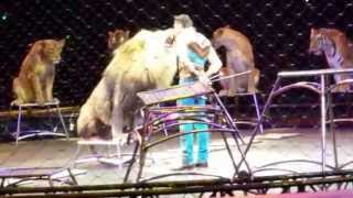 Ringling Bros Phoenix 2014 Circus Lions amp Tigers [upl. by Grosberg969]