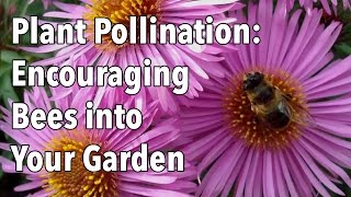 Plant Pollination  How to Encourage Pollinating Bees into Your Garden [upl. by Aver778]