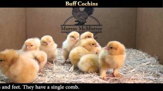 Buff Cochin Chicks [upl. by Ylle]