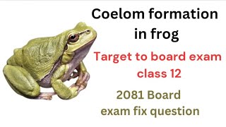 Coelom formation in frog class 12zoology [upl. by Leoj]